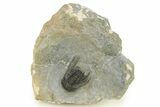 Spiny Leonaspsis Trilobite - Morocco #286568-5